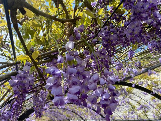 嘉義縣梅山鄉瑞里村紫藤花季開跑，目前多處賞花地點已滿開。（張亦惠攝）