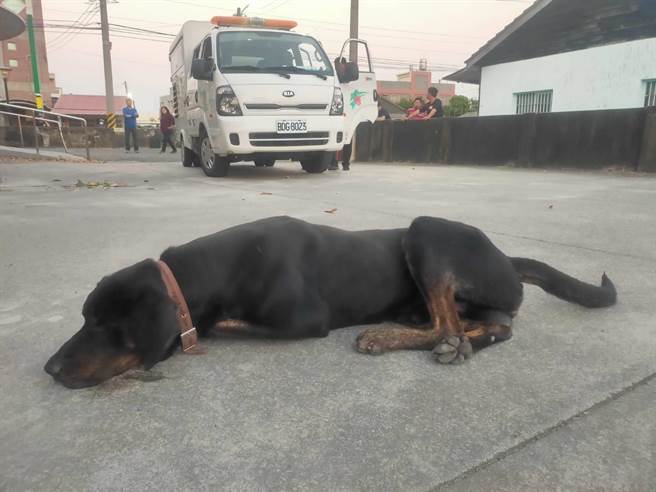 咬傷罹癌獨居嬤的惡犬今天接近傍晚６點被民眾發現，並趕緊通報嘉義縣家畜疾病防治所。（嘉義縣家畜疾病防治所提供／張毓翎嘉義傳真）