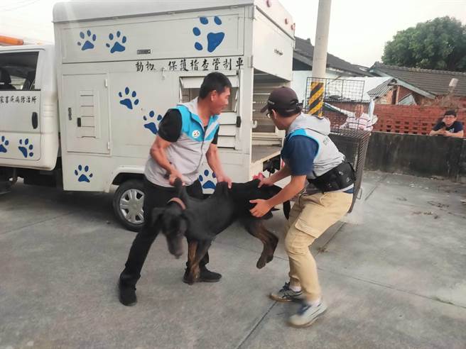 嘉義縣家畜疾病防治所獲報後，將牠帶回所內暫時安置。（嘉義縣家畜疾病防治所提供／張毓翎嘉義傳真）