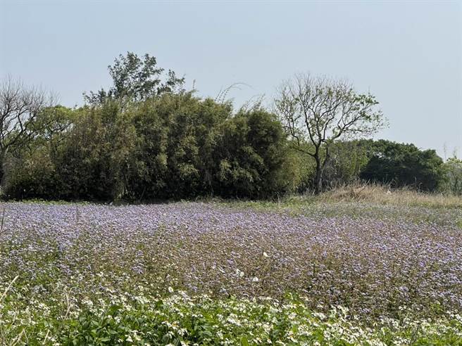停灌休耕補助釀代耕業和地主內鬨，議員謝美英16日爆出有未耕作農地遭申請補助，大園地主也傻眼懷疑有團體鑽漏洞。（蔡依珍攝）