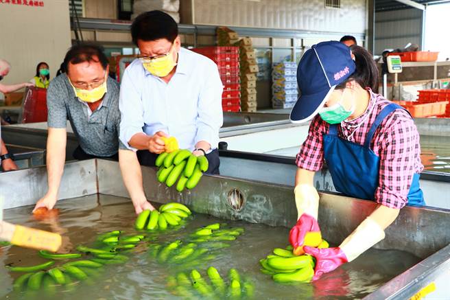 日前台灣外銷日本的香蕉，因農藥超標遭退貨，引起國際譁然，但身為香蕉生產大縣的屏東16日大動作「封櫃銷日」，強調屏東香蕉深獲日本肯定。（謝佳潾攝）