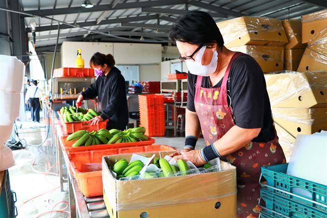 日前台灣外銷日本的香蕉，因農藥超標遭退貨，引起國際譁然，但身為香蕉生產大縣的屏東16日大動作「封櫃銷日」，強調屏東香蕉深獲日本肯定。（謝佳潾攝）