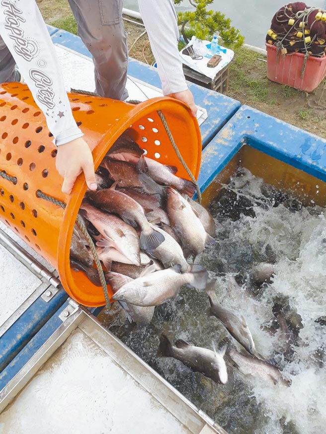 嘉義縣養殖漁業生產發展協會執行長陳泓碩表示，縣內大宗養殖魚種出口情形，以金目鱸受新冠肺炎疫情衝擊較為嚴重。（本報資料照片）