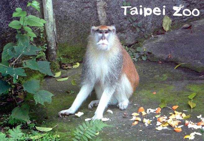 紅猴「男道」的哥哥「男晤」性格較溫和。(圖/臺北市立動物園提供)