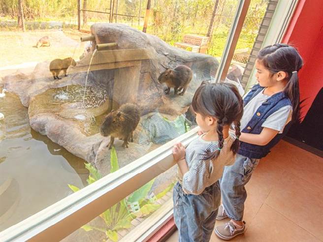 全台唯一！关西六福庄全新推出「福豚主题房」，住客们透过观景落地窗，近距离一窥福豚家族与可爱动物好朋友们相亲相爱的温馨日常。(六福旅游集团提供)