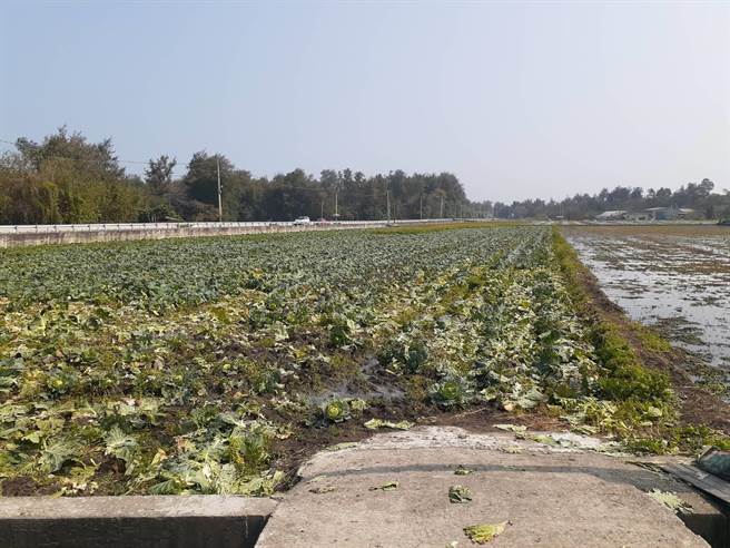 苗栗县议员郑聚然日前向竹南假日之森附近高丽菜农购买1千颗高丽菜，帮忙解决菜农困境。（郑聚然提供／谢明俊苗栗传真）