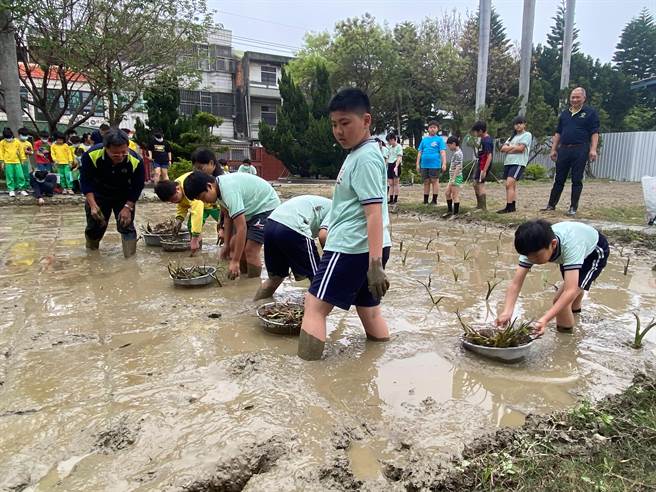 德化國小在校內開闢2畝食農教育基地，17日學童開心種下芋頭苗。（陳淑娥攝）