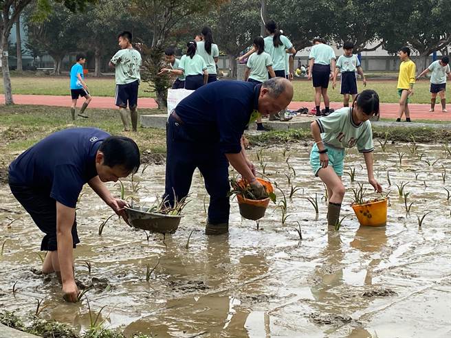 德化國小在校內開闢2畝食農教育基地，17日學童開心種下芋頭苗。（陳淑娥攝）