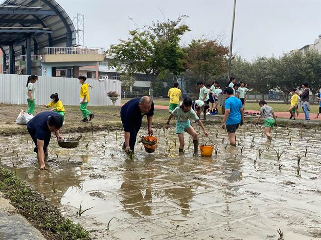 德化國小在校內開闢2畝食農教育基地，17日學童開心種下芋頭苗。（陳淑娥攝）
