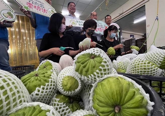 台東10噸鳳梨釋迦將外銷到中東杜拜，縣長饒慶鈴示範噴槍清除介殼蟲，呼籲農民做好田間管理。（莊哲權攝）