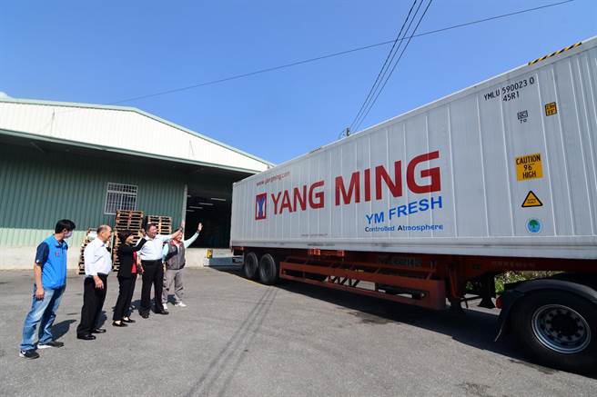 台東10噸鳳梨釋迦17日 裝櫃啟航 ，將外銷到中東杜拜地區。（莊哲權攝）