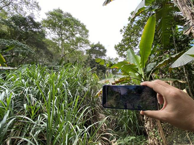 台东县鹿野乡山老鼠盗伐2公吨、市值64万的牛樟树头遭查获，嫌犯声称是在核准土地合法取得。（林务局提供／蔡旻妤台东传真）