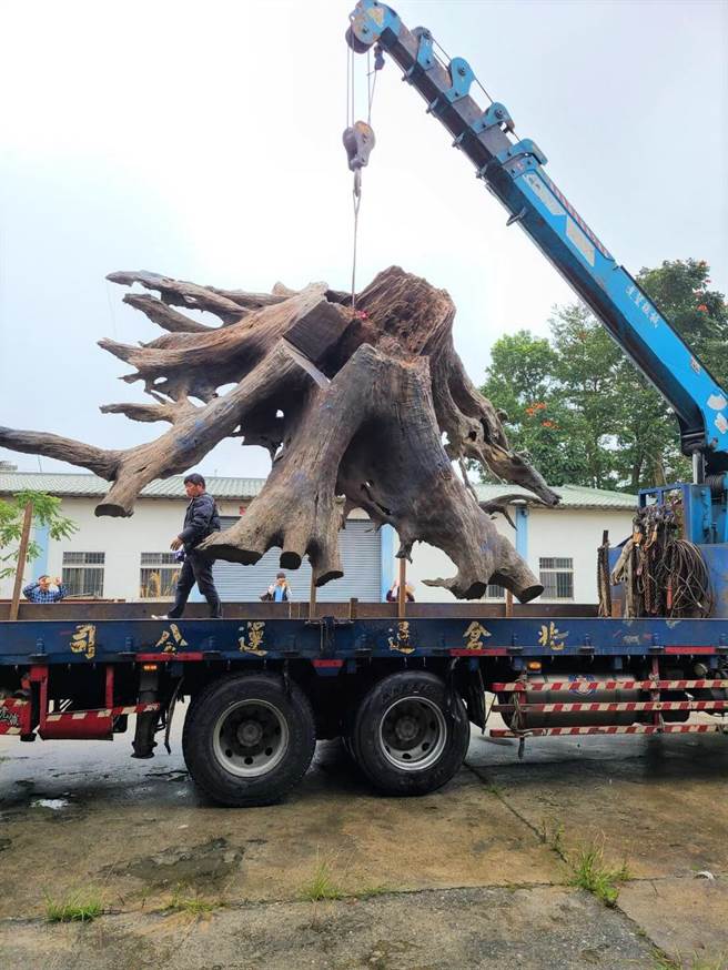 台东县鹿野乡山老鼠盗伐2公吨、市值64万的牛樟树头遭查获，嫌犯声称是在核准土地合法取得。（林务局提供／蔡旻妤台东传真）