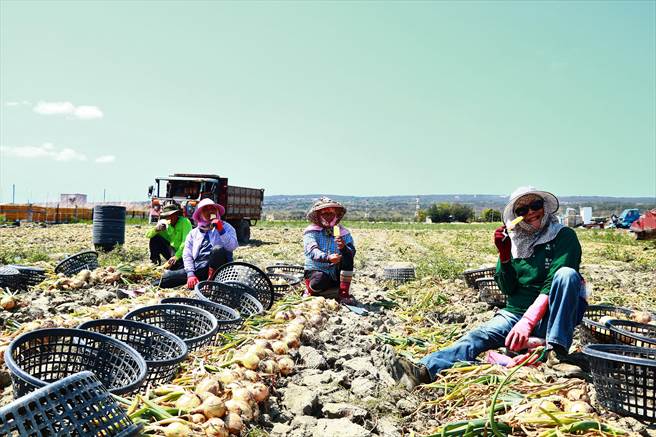恒春镇17日虽有31度烈阳高照，但却也出现葱农在洋葱田大啖凤梨冰棒的惬意画面。（谢佳潾摄）