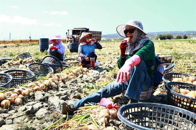 恒春镇17日虽有31度烈阳高照，但却也出现葱农在洋葱田大啖凤梨冰棒的惬意画面。（谢佳潾摄）