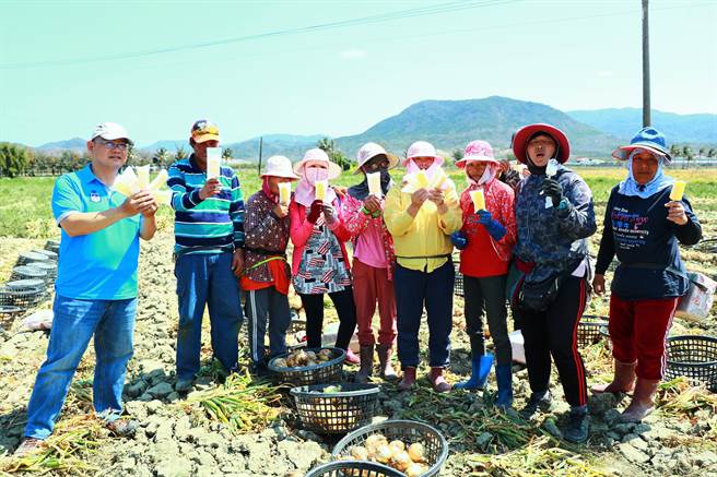 恒春镇17日虽有31度烈阳高照，但却也出现葱农在洋葱田大啖凤梨冰棒的惬意画面。（谢佳潾摄）