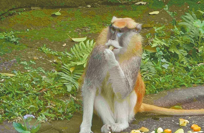 台北市立動物園非洲動物區雄性紅猴「男道」，15日上午約11時5分，趁著保育員在驅趕同伴竟奪門而逃，目前下落不明。（台北市立動物園提供／游念育台北傳真）