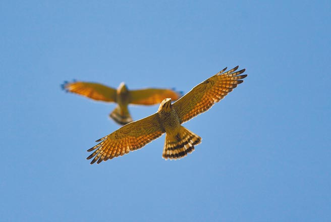 拜疫情之賜，俗稱南路鷹的灰面鵟鷹去年、今年春分北返潮數量都暴增至3萬多，數量驚人；群鷹遷徙的生態奇景也成為八卦山年度賞鷹盛事。（彰化縣野鳥學會提供／謝瓊雲彰化傳真）