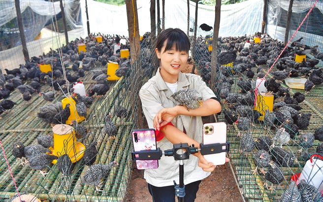 大陆出手整顿电商直播带货，图为陜西省民眾李萌直播促销自家养的芦花鸡。（新华社）
