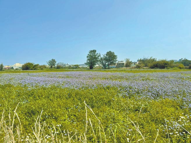 停灌休耕补助酿代耕业和地主内哄，议员谢美英16日爆出有未耕作农地遭申请补助，大园地主也傻眼怀疑有团体钻漏洞。（蔡依珍摄）