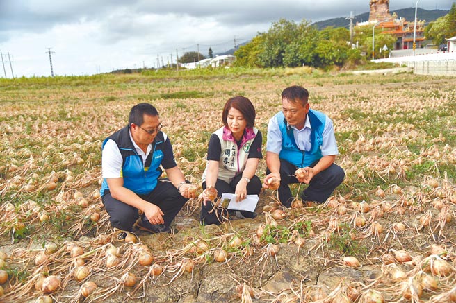 恆春半島進入洋蔥採收期，不料車城鄉卻傳出嚴重病蟲害災情，立委周春米（中）聞訊後下田勘災，要求農委會盡速啟動天然災害補助。（周春米提供／謝佳潾屏東傳真）