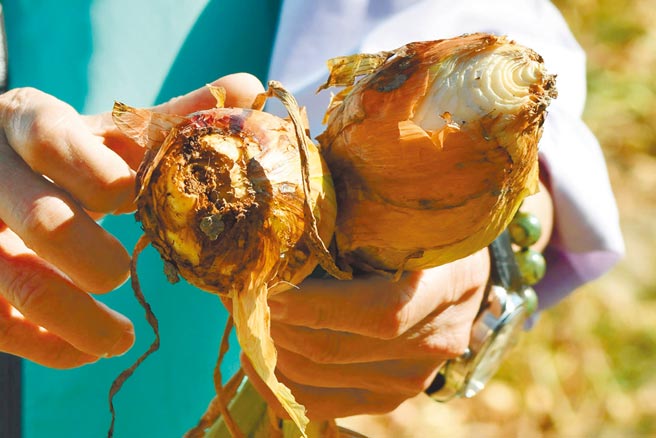 恆春半島進入洋蔥採收期，不料車城鄉卻傳出嚴重病蟲害災情，立委周春米聞訊後下田勘災，要求農委會盡速啟動天然災害補助。（周春米提供／謝佳潾屏東傳真）