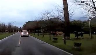花蓮市區驚見牛隻亂竄 認車當「鬥牛士」爆衝攻擊