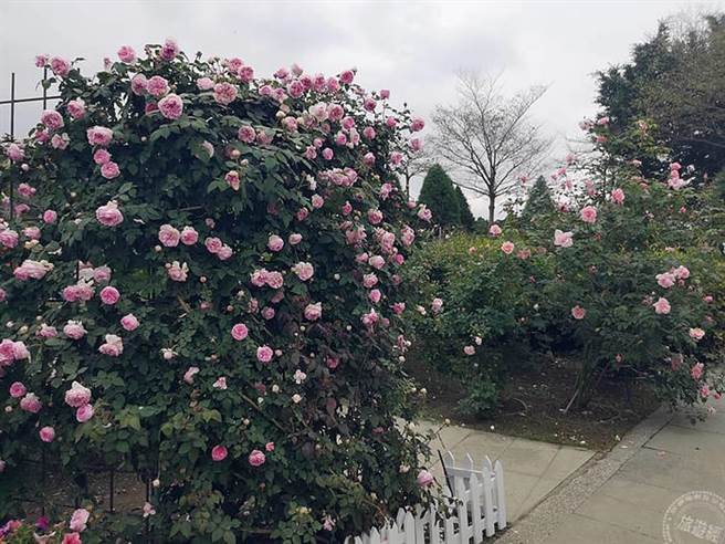这玫瑰花墙成为社群团体的焦点(洪书瑱摄)