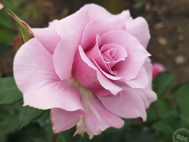 玫瑰_一代佳人(洪书瑱摄)