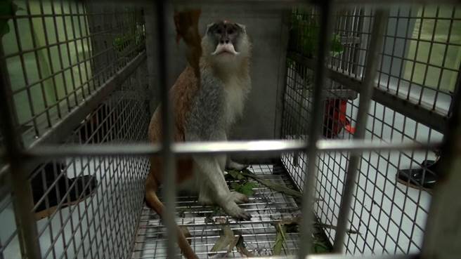 兽医师初步判定「男道」的精神状况还不错，只是有点紧张。（台北市立动物园提供／张立勋台北传真）