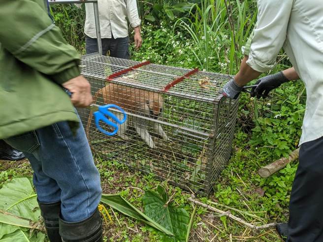 保育员巡视时发现红猴「男道」，立即呼叫同仁前来协助。（台北市立动物园提供／张立勋台北传真）