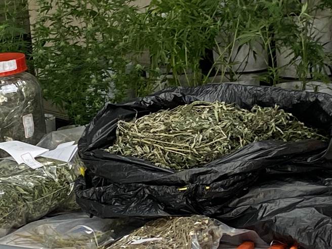 警方到場查扣大麻活株362株、乾燥大麻花1282克，市價約1億6000多萬元。（盧金足攝）