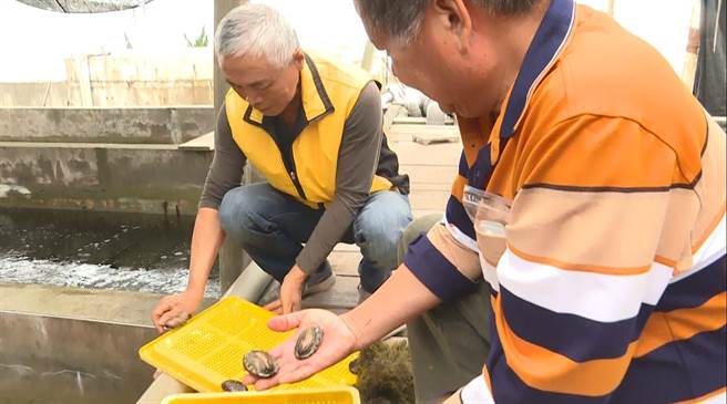 台东县成功镇养殖业受疫情衝击，业者灵机一动推出小九孔广受好评。（蔡旻妤摄）