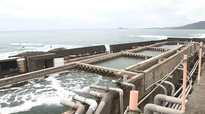 台东县成功镇养殖业受疫情衝击，业者灵机一动推出小九孔广受好评。养殖水是引进海水后经多道过滤程序。（蔡旻妤摄）