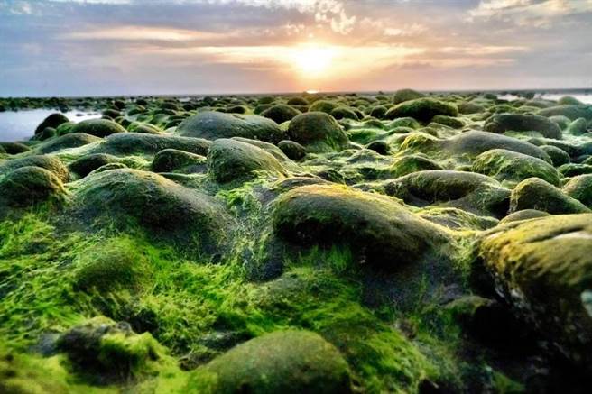 苗栗县苑里镇西平里「抹茶石海岸」，今年因气候因素提早报到，退潮时可见潮间带石头布满绿藻。（民眾提供／巫静婷苗栗传真）