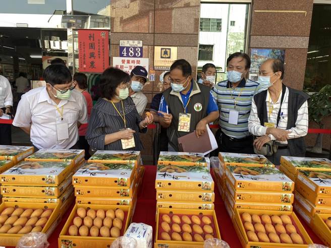 台中市太平区农会18日举行枇杷果品评鑑竞赛，评审委员就果品外观、成色、口感、果品等项目评分。（台中市政府提供／张妍溱台中传真）