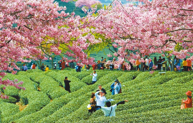 大陆支持台商到大陆从事农林、花卉业。图为福建龙岩市漳平台湾农民创业园的千亩台品樱花茶园。（中新社）