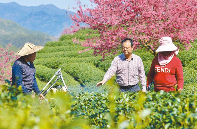圖為福建省漳平市永福鎮的台品櫻花茶園。（新華社）
