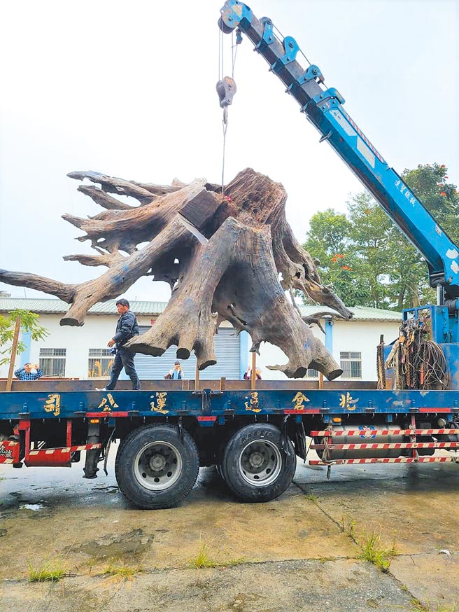 台东县鹿野乡山老鼠盗伐2公吨、市值64万的牛樟树头遭查获，嫌犯声称是在核准土地合法取得。（林务局提供／蔡旻妤台东传真）