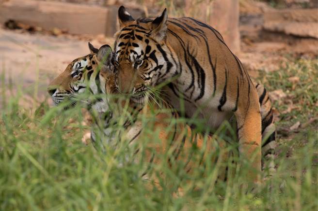 懶熊媽媽帶著寶寶出去散步，期間竟撞見交配中的老虎夫妻，當下牠為了保護孩子，立馬轉換成戰鬥模式。(示意圖/達志影像)