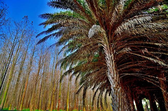 中东海枣田景色绝佳，为IG或社群美拍圣地。（台中市观旅局提供／王文吉台中传真）