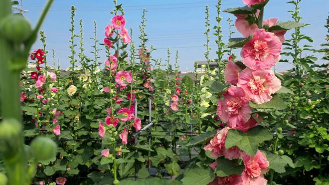 員林蜀葵花季邁入第七年，今年正式開園，蜀葵花已陸續綻放盛開，迎風搖曳美不勝收。（謝瓊雲攝）