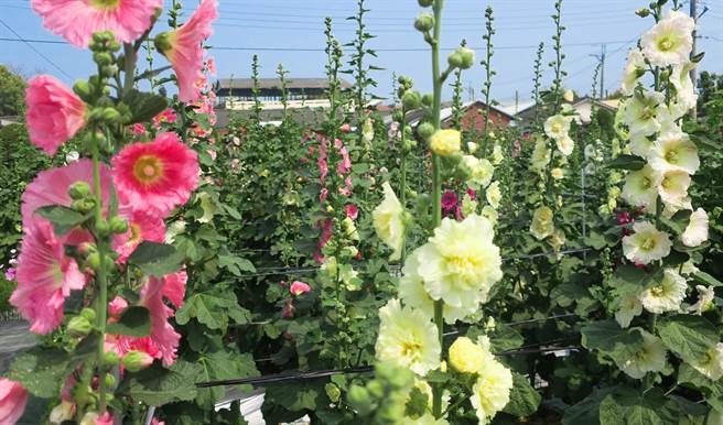 員林蜀葵花季邁入第七年，今年正式開園，蜀葵花已陸續綻放盛開，迎風搖曳美不勝收。（謝瓊雲攝）