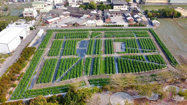 員林蜀葵花季新地點位在大埔里運動公園旁，占地逾0.8公頃，且交通便利、停車空間充裕。（公所提供／謝瓊雲彰化傳真）