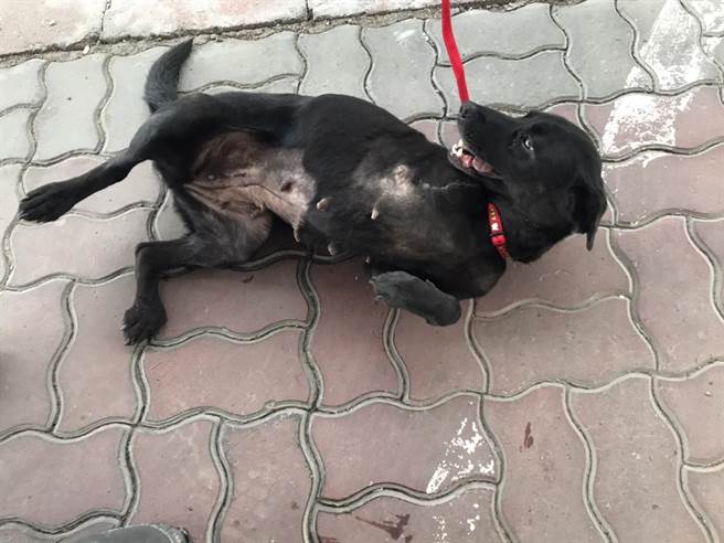 浪犬「塞奶」受伤后截肢成三脚狗，復金村全村决议认养她。（嘉县家畜所提供／张亦惠嘉县传真）