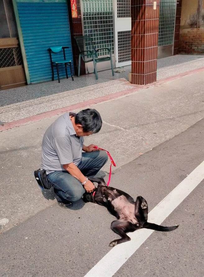 浪犬「塞奶」受伤后截肢成三脚狗，復金村全村决议认养她。（嘉县家畜所提供／张亦惠嘉县传真）