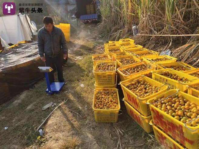张男平时种植水果维生，没想到一生积蓄被儿子18天就撒光。（图／翻摄《紫牛新闻》）