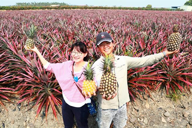 新埤青农夫妻檔林志龙（右）、林宜洁（左）以自然农法耕作20甲凤梨田，全供内销。（谢佳潾摄）