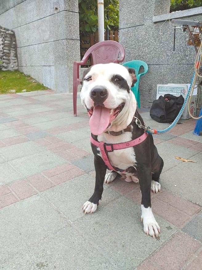 七星潭人气犬「总裁」日前被当街打死。（花莲爱狗人士林小慧提供／王志伟花莲传真）