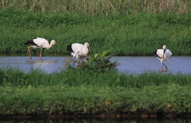 东方白鹳群聚在金山清水湿地觅食。（新北市动保处提供）